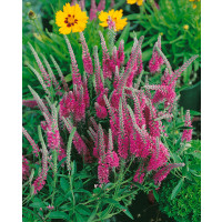 Veronica spicata ´Rotfuchs´ / Veronika klasnatá, K9