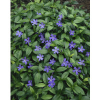 Vinca minor / Zimozeleň menšia, C1,5