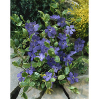 Vinca minor Variegata / Zimozeleň menšia, K9