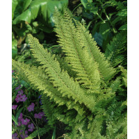 Polystichum setiferum ´Plumosum´ / Papraďovec štetinatý, K9