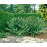 Dryopteris filix-mas / Papraď samčia, K9