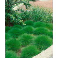 Festuca scoparia ´Pic Carlit´ / Kostrava medvedia, K9