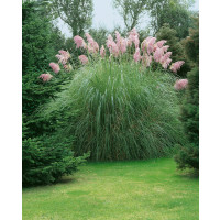 Cortaderia sell. 'Pink Feather' / Kortadéria pampová ružová, K11
