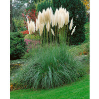 Cortaderia sell. ´White Feather´ / Kortadéria pampová biela, K9 