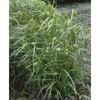 Carex grayi / Ostrica, K9