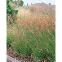 Molinia caerulea ´Moorhexe´ / Bezkolenec, K9