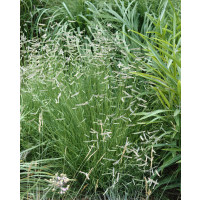 Bouteloua gracilis / Grama štíhla, K9