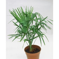 Trachycarpus fortunei / Trachykarp Fortunov, bal. 5 s