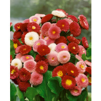 Bellis perennis / Stokráska obyčajná ´PLNOKVETÁ ZMES´, bal. 0,2 g