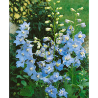 Delphinium Pacific ´Summer Skies´ / Stračonôžka , K9
