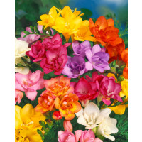 Freesia ´Double´ / Plnokveté voňavé frézie zmes / Frézia, bal. 15 ks, 5/+