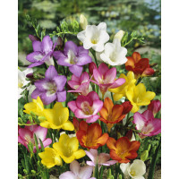Freesia ´Single´ / Jednoduché frézie zmes / Frézia, bal. 10 ks, 5/+, SUPERCENA