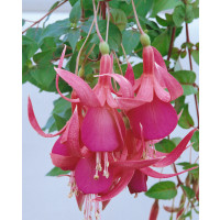Fuchsia ´Red Spider´ / Fuksia previsnutá, K7