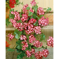 Pelargonium pelt. ´Mexicanerin´ / Muškát, K7