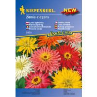 Zinnia Sonnenstrahl-Mix / Cínia, bal. stačí pre 40 rastlín