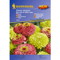 Zinnia elegans ´Red Lime + Green Lime´ / Cínia, bal. stačí pre 20 rastlín
