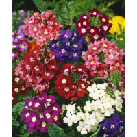 Verbena hybrida / Železník ´ZMES´, bal. 0,5 g