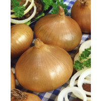 Cibuľa sadzačka žltá ´STURON´, bal. 0,5 kg, 8/16 mm
