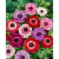 Anemone ´St. Brigit´ / Veternice plnokveté zmes, bal. 15 ks, 5/6