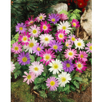 Anemone blanda ´Mixed´ / Veternica pôvabná, bal. 15 ks, 5/+