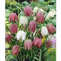 Fritillaria meleagris / Korunkovka strakatá, bal. 15 ks, 6/+