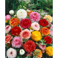 Ranunculus mix / Zmes plnokvetých iskerníkov, bal. 10 ks, 5/6
