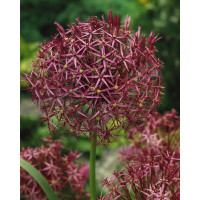 Allium christophii / Okrasný cesnak, bal. 3 ks, 12/14