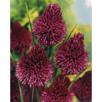 Allium ´Sphaerocephalon´ / Okrasný cesnak, bal. 25 ks, 5/6