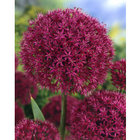 Allium ´Purple Sensation´ / Purpurový cesnak, bal. 5 ks, 12/+