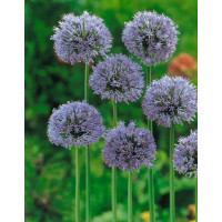 Allium caeruleum / Okrasný cesnak modrý, bal. 15 ks, 4/5