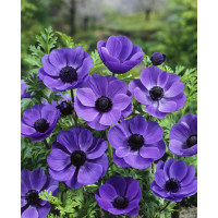 Anemone ´Mr. Fokker´ / Veternice jednod. modré, bal. 15 ks, 5/6
