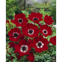 Anemone ´Hollandia´ / Veternice jedn. červené, bal. 15 ks, 5/6
