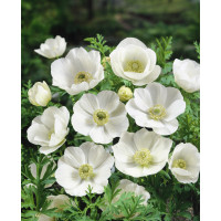 Anemone ´The Bride´ / Veternice jednod. biele, bal. 15 ks, 5/6