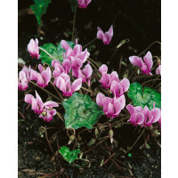 Cyclamen ´Hederifolium´ / Cyklámen, bal. 2 ks, 13/15