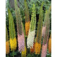 Eremurus ´Ruiter Hybride´ / Kleopatrina ihla zmes, I.