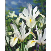 Iris Hollandica ´White van Vliet´ / Kosatec holandský, bal. 25 ks, 7/8