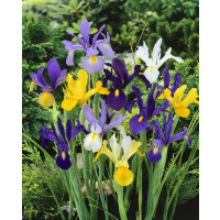 Iris Hollandica ´Mixed´ / Holandské kosatce zmes, bal. 10 ks, 7/8, SUPERCENA