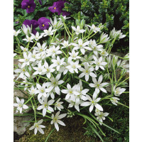 Ornithogalum umbellatum / Bledavka, bal. 10 ks, 6/+