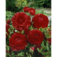 Ranunculus ´Red´ / Iskerník, bal. 10 ks, 6/+