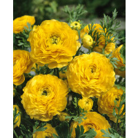 Ranunculus ´Yellow´ / Iskerník žltý, bal. 10 ks, 6/+