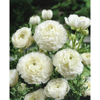 Ranunculus ´White´ / Iskerník, bal. 10 ks, 6/+