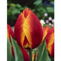 Tulipa ´Flair´ / Tulipán, bal. 7 ks, 11/12