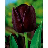 Tulipa ´Queen of Night´ / Tulipán ´Kráľovná noci´, bal. 7 ks, 11/12