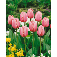 Tulipa ´Pink Impression´ / Tulipán, bal. 10 ks, 11/12