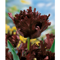 Tulipa ´Black Parrot´ / Tulipán, bal. 7 ks, 11/12