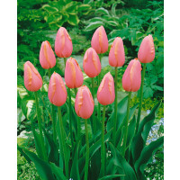 Tulipa ´Menton´ / Tulipán, bal. 10 ks, 11/12