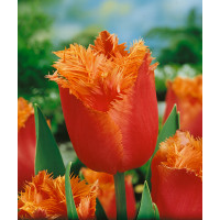 Tulipa ´Lambada´ / Tulipán, bal. 7 11/12