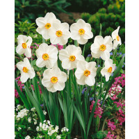 Narcis ´Actaea´, bal. 100 ks, 12/14
