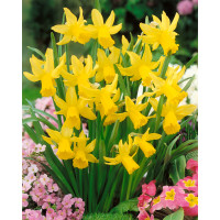 Narcis ´Tete a Tete´, bal. 5 ks, 11/12