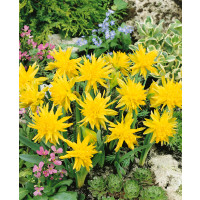 Narcis ´Rip van Winkle´, bal. 5 ks, 10/12